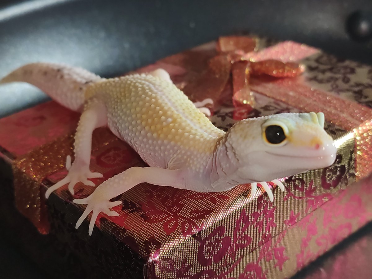 Пятнистый эублефар