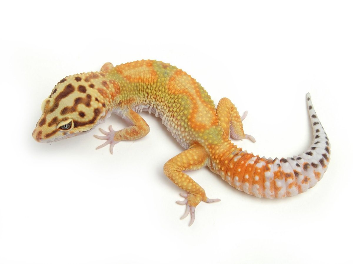 High Yellow эублефар