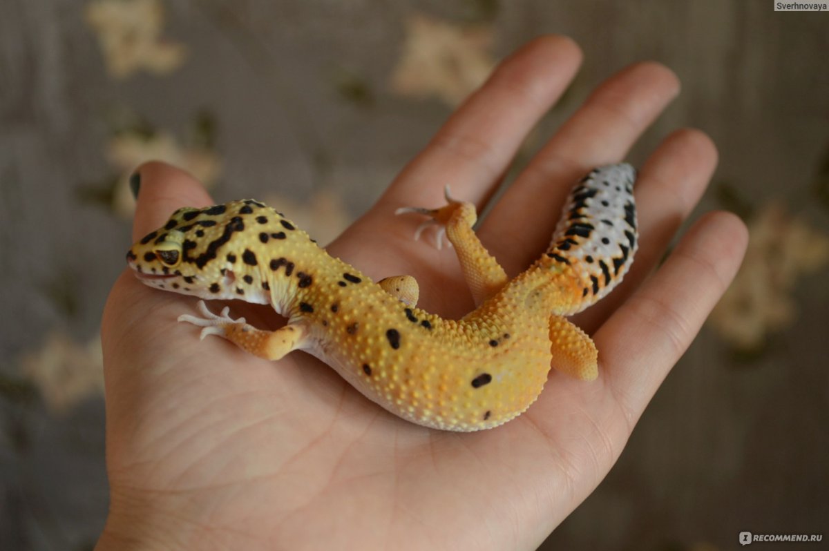 Геккон эублефар милые