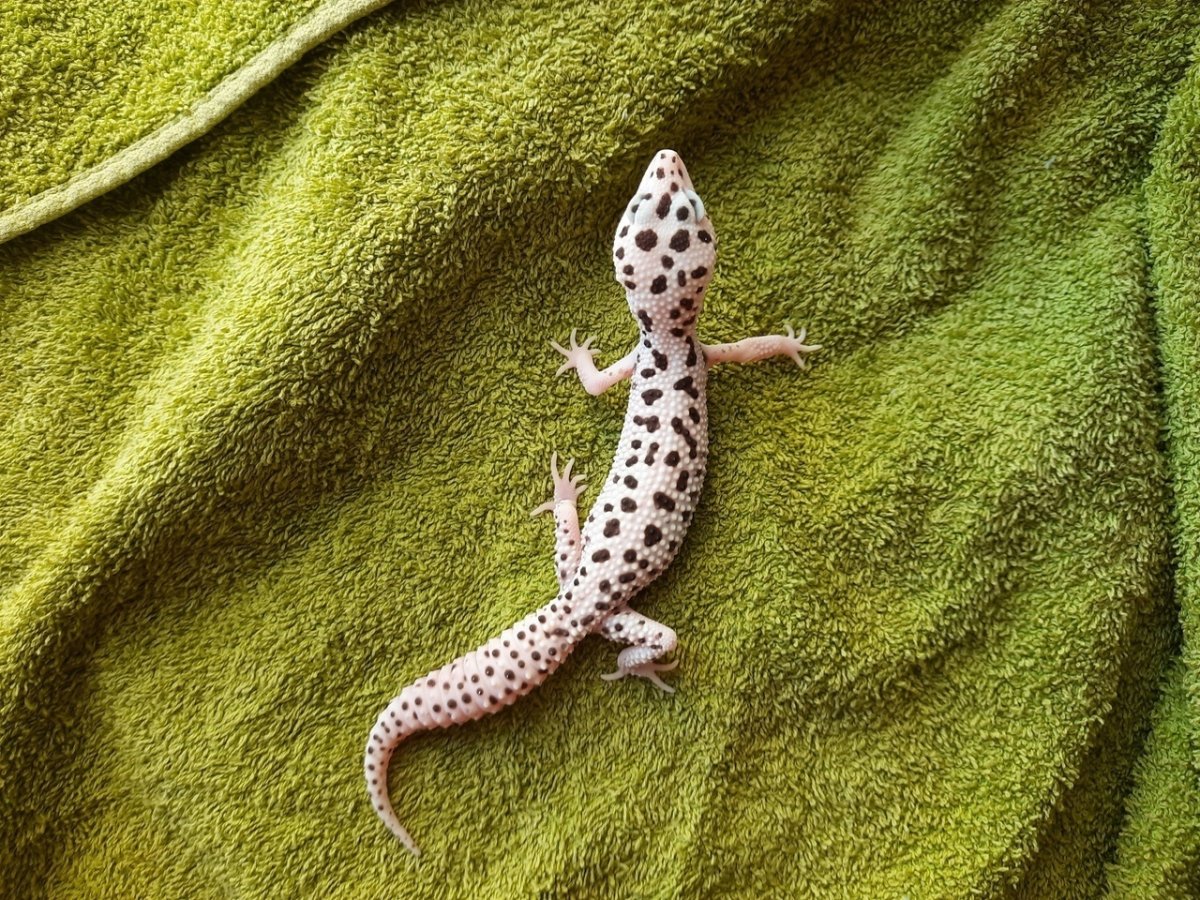 Игрушка геккон эублефар