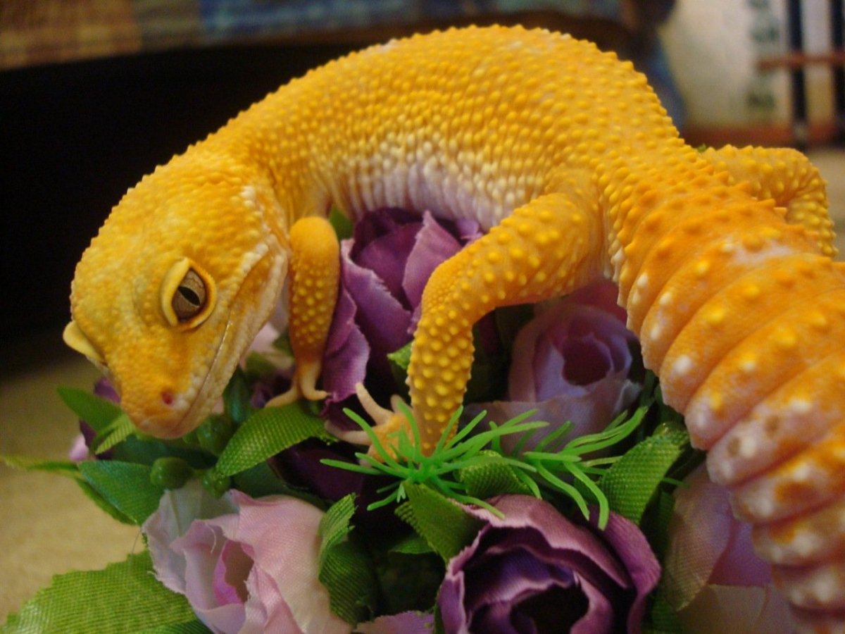 Эублефар морфы супер Сноу Энигма