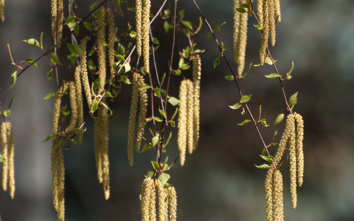 Серьги березовые бруньки