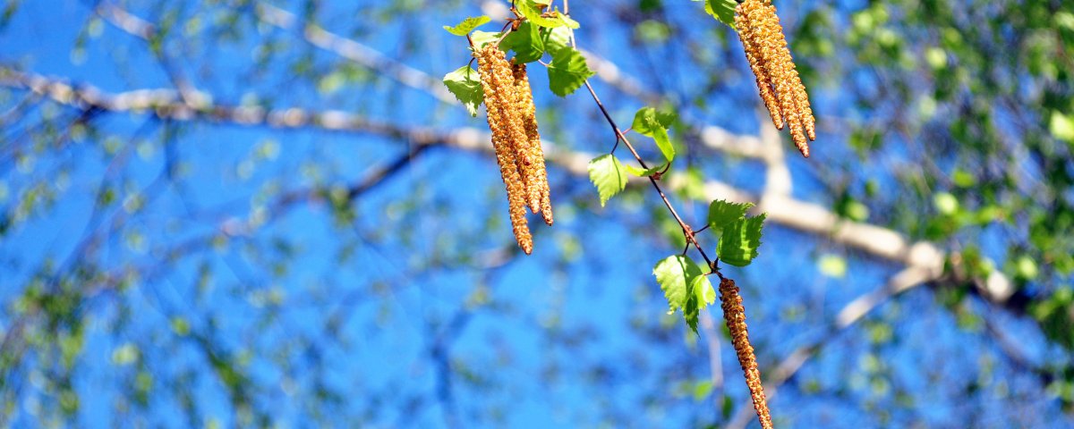 Ветка березы весной