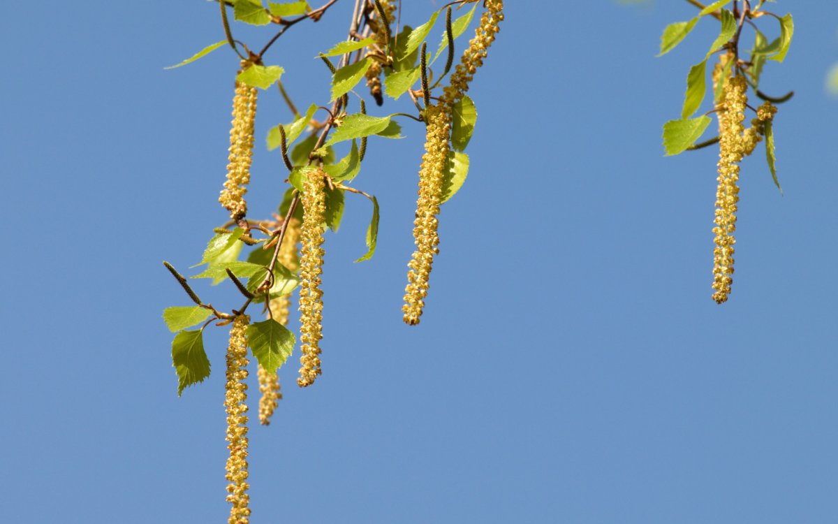 Ветка березы с сережками