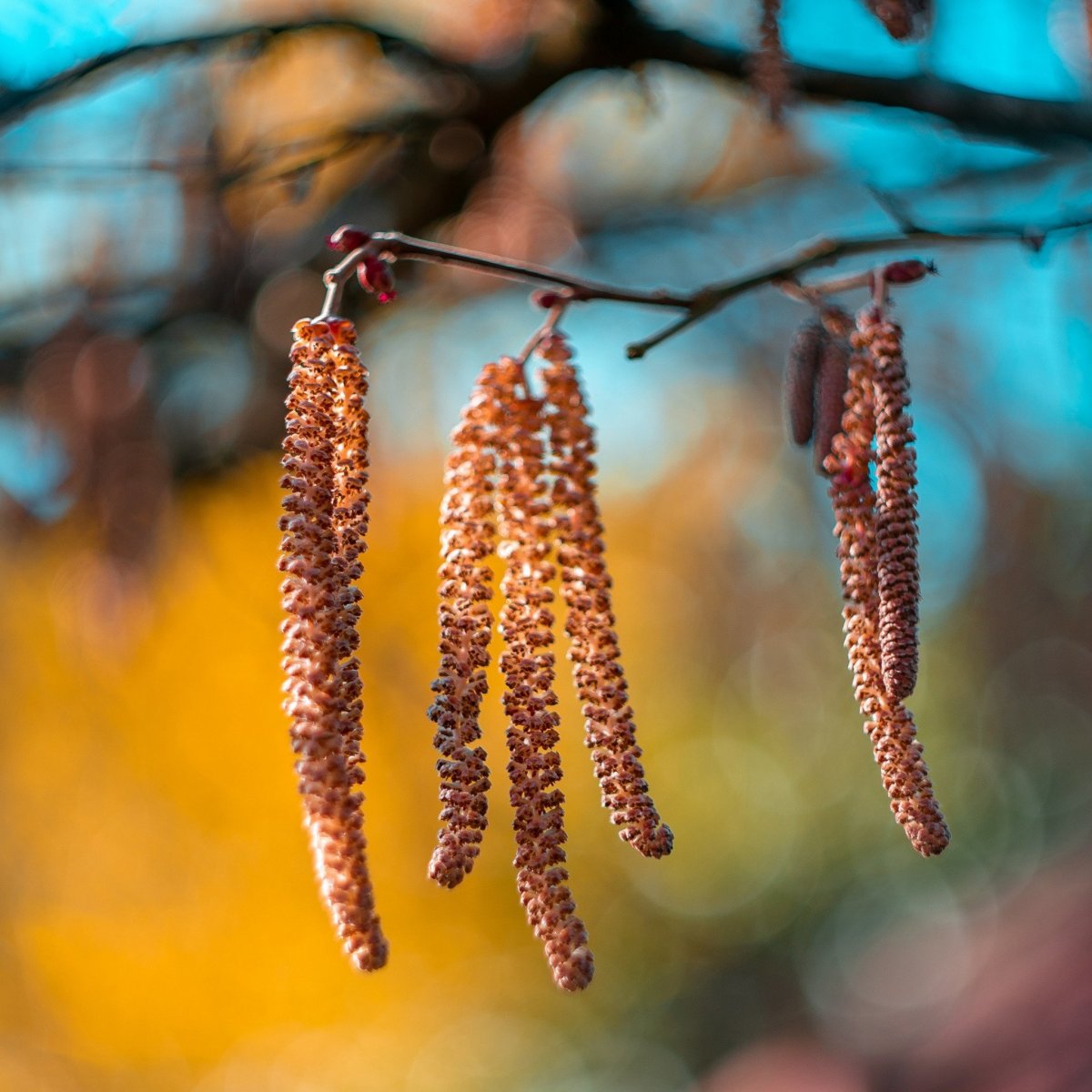 Береза бородавчатая сережки