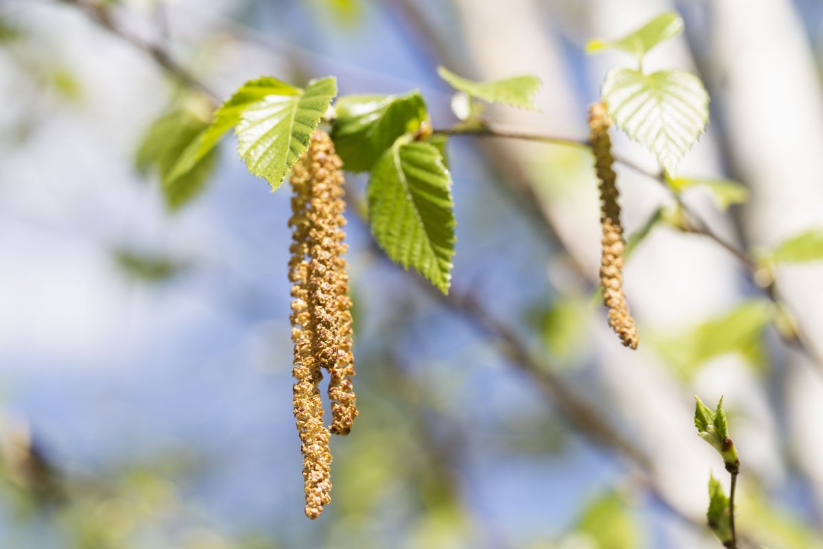 Березовые бруньки лето
