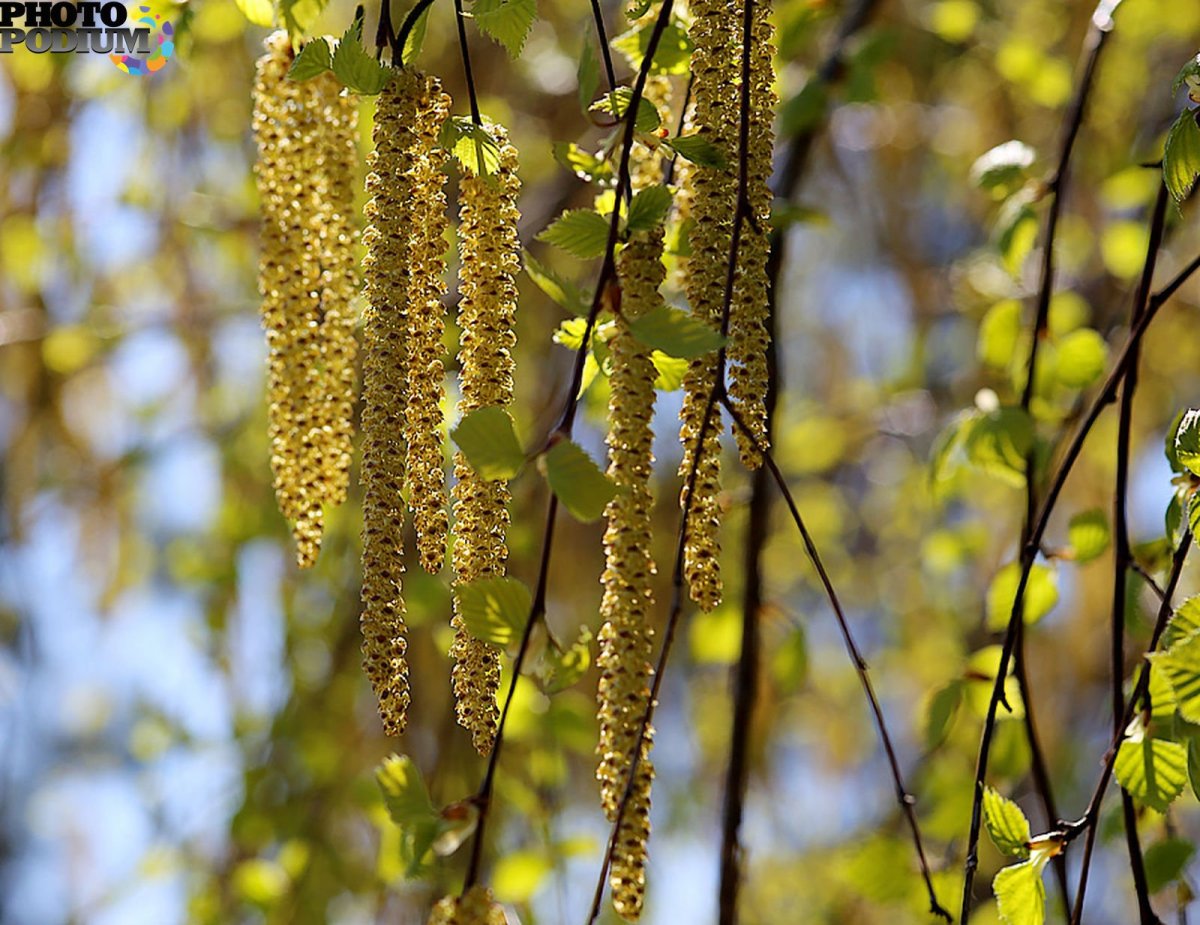 Ветка березы весной