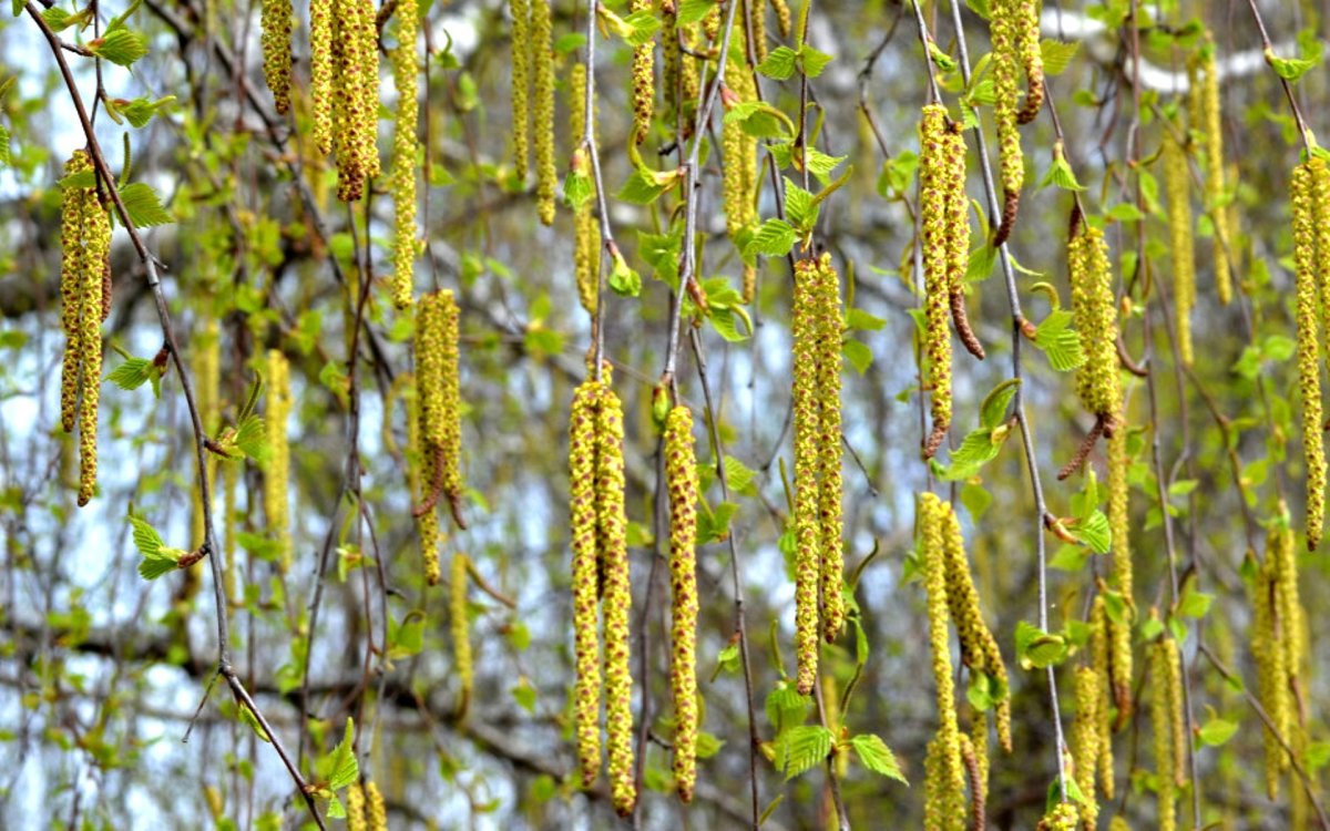Березовая роща березы с сережками