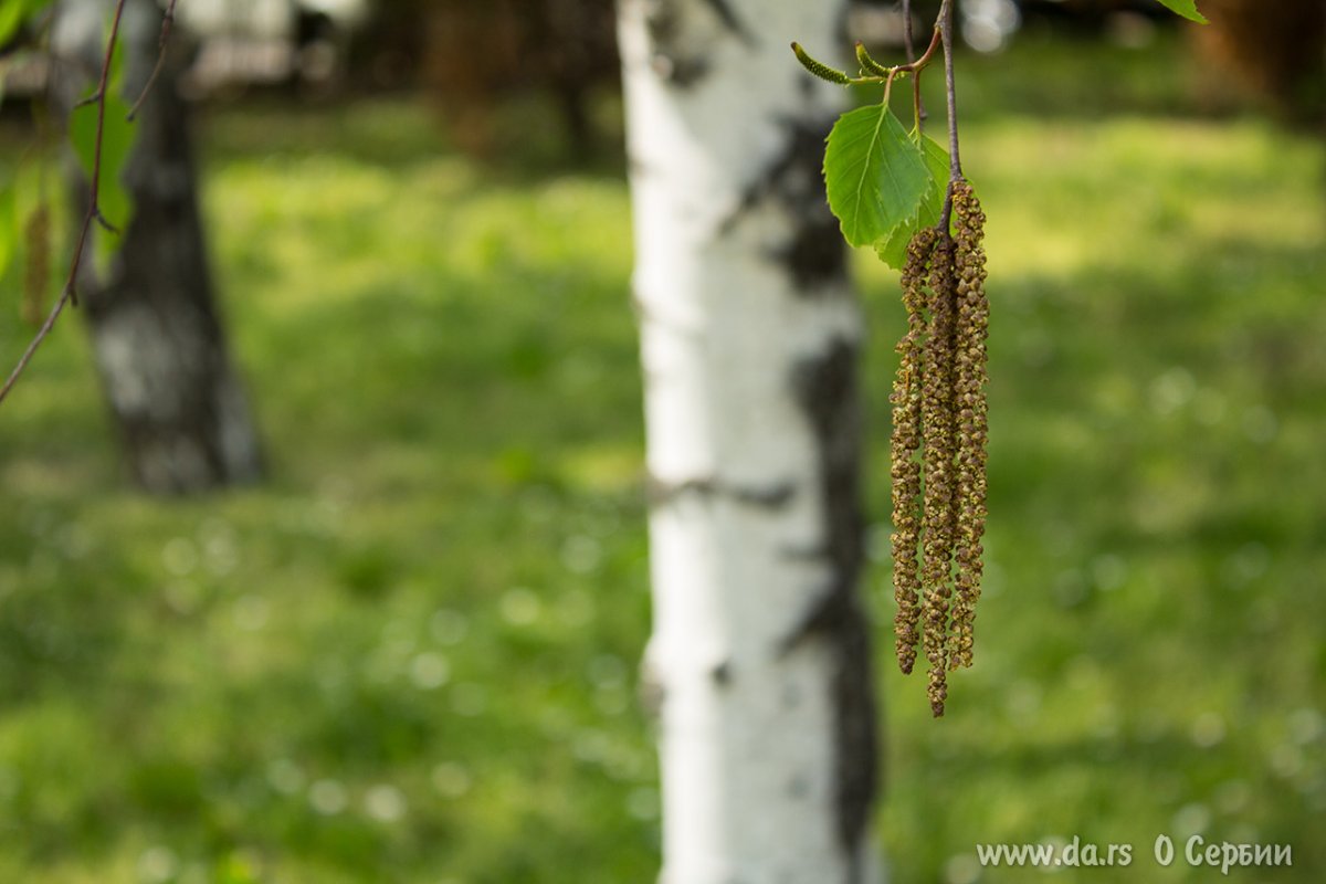 Береза цветет