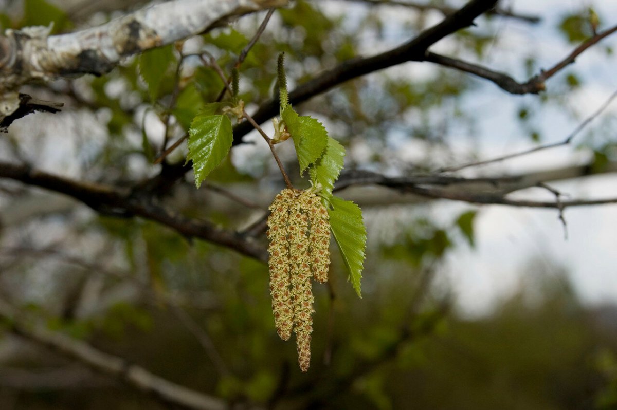 Береза повислая цветение