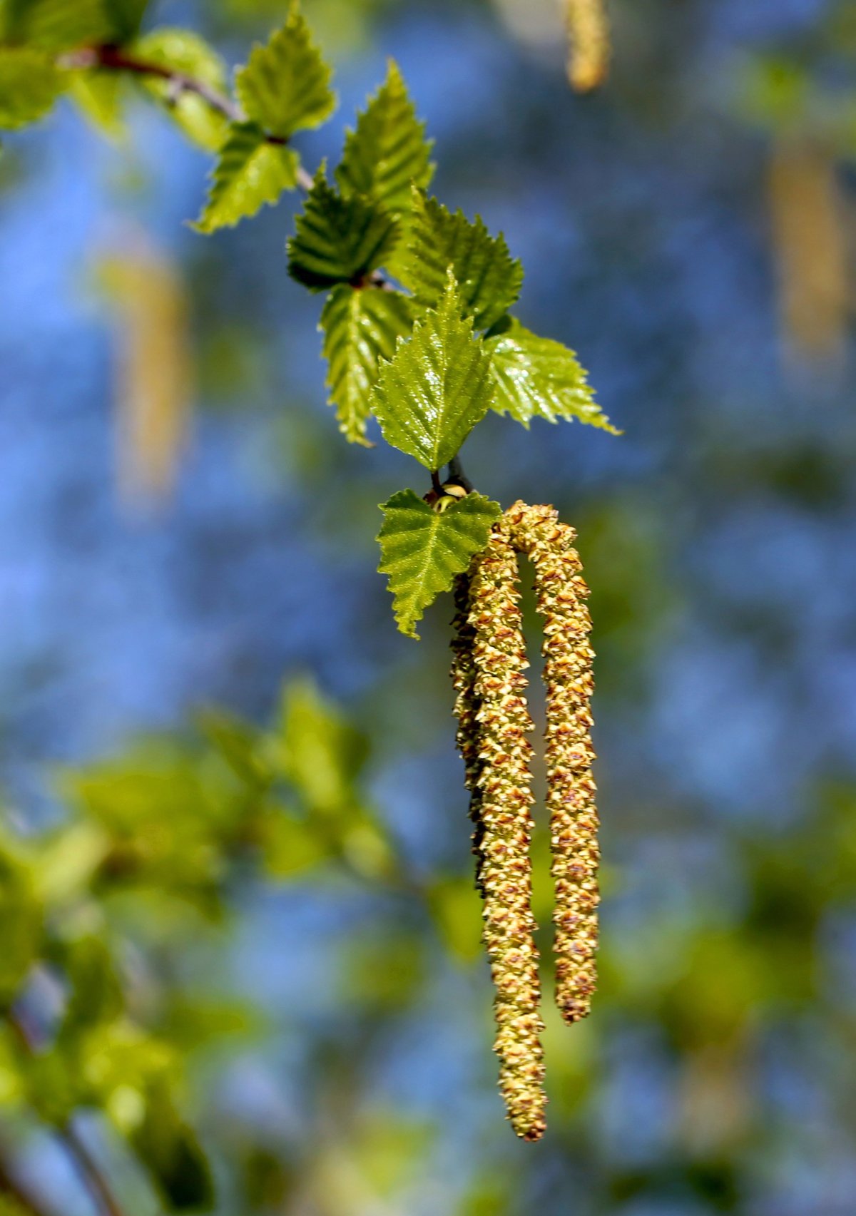 Береза повислая соцветие