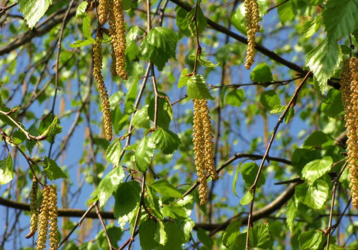 Береза повислая женские сережки