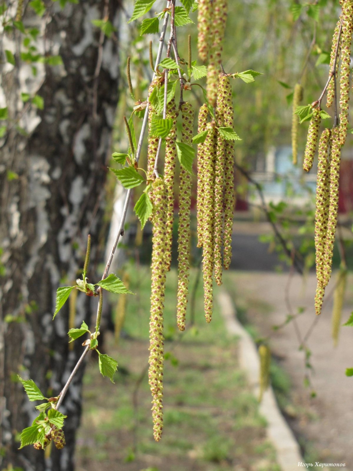 Береза цветет