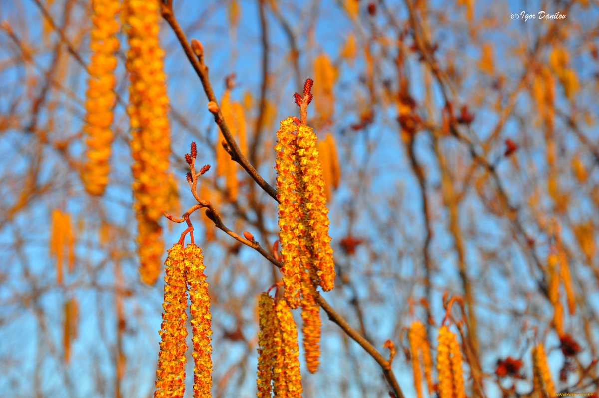 Береза повислая черемуха