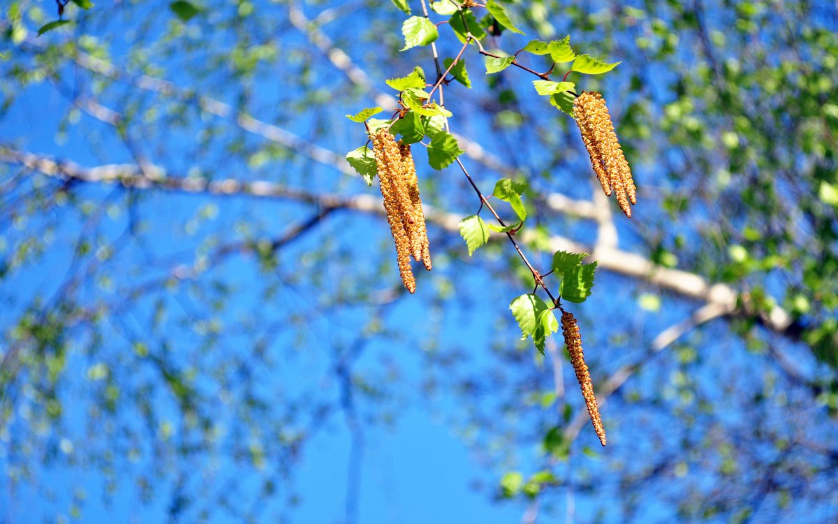 Берёзки с бруньками