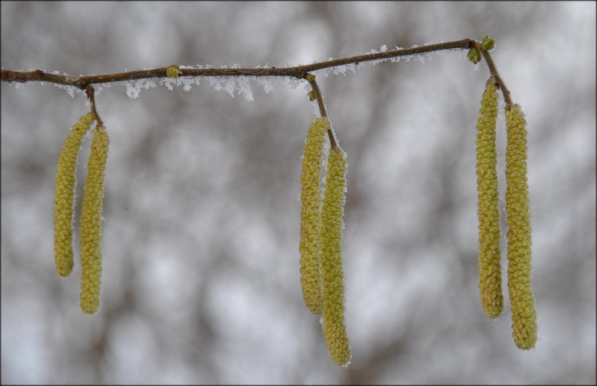 Береза листья сережки
