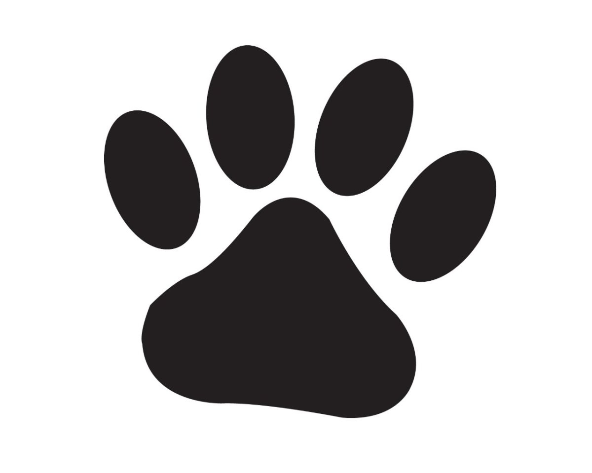 Снимок кошачьей лапы рентген