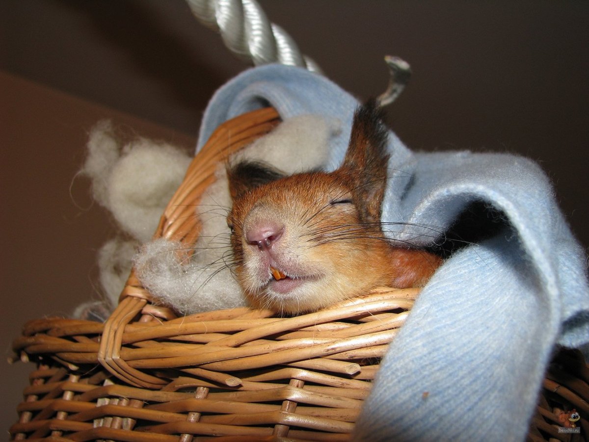 Белка спит