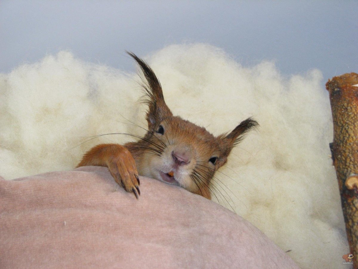 Спящий Бельчонок