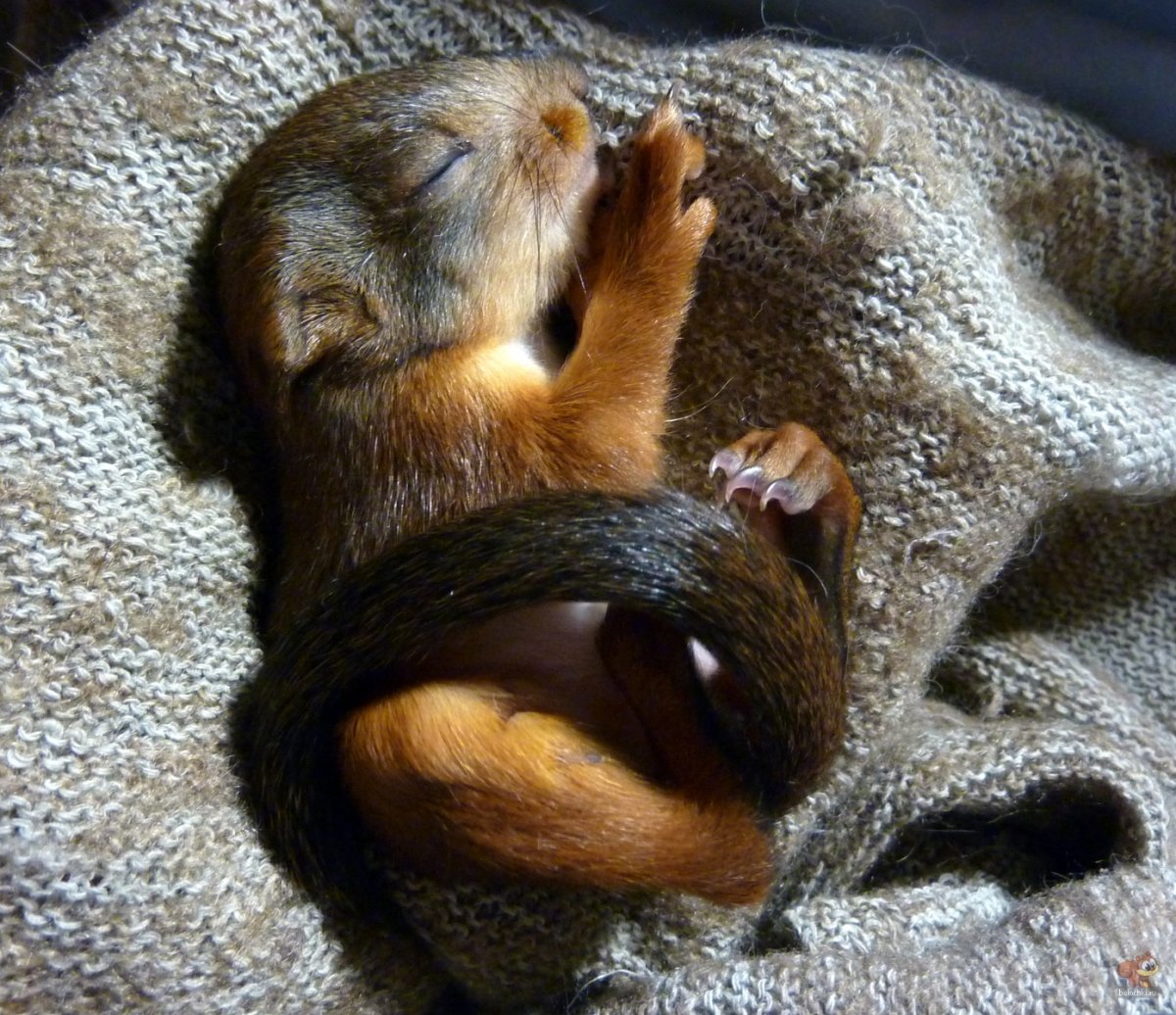 Бельчонок спит