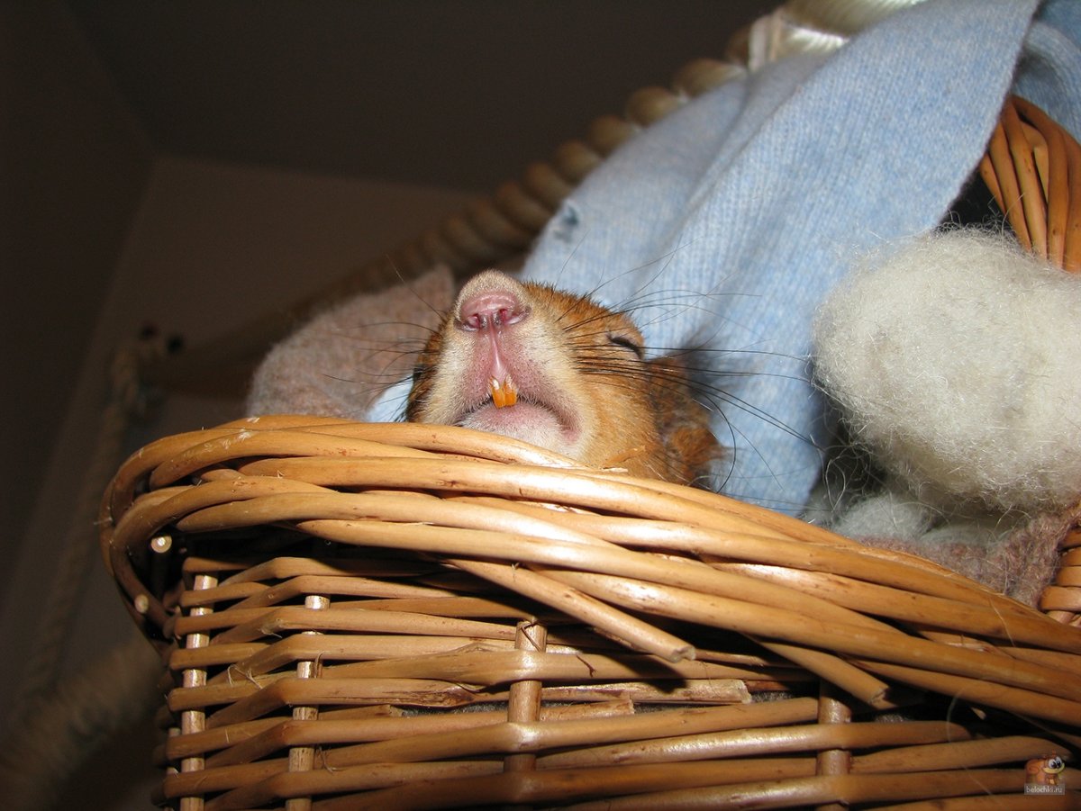 Спокойной ночи белочки спят