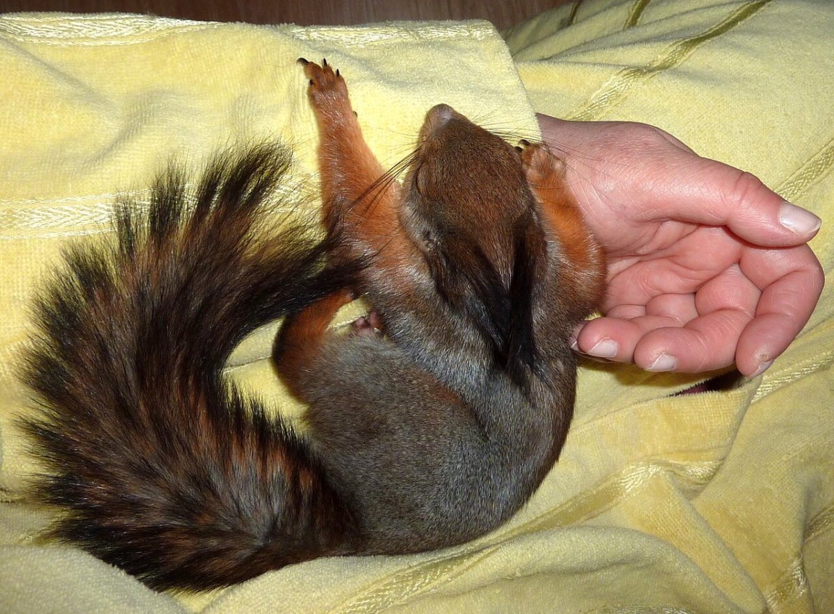 Спящие белочки