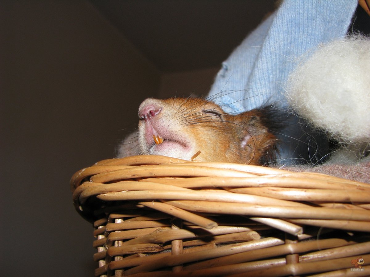 Сладких снов Белочка