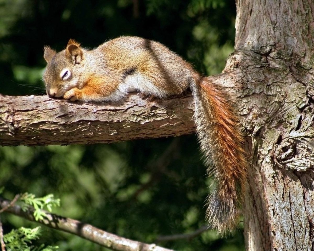 Спящие белки