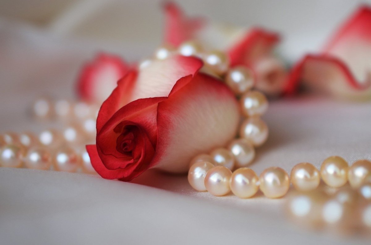 Красивые розы с бусами