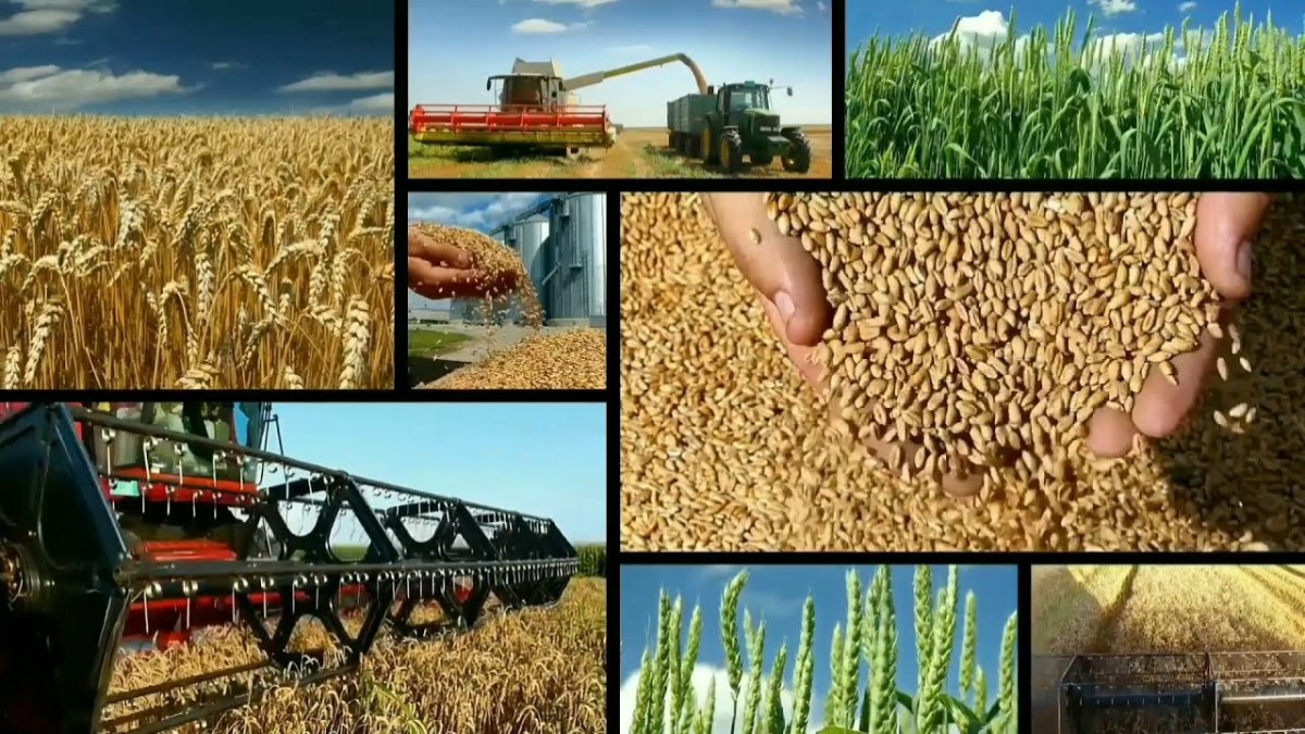 Сельское хозяйство фотоколлаж