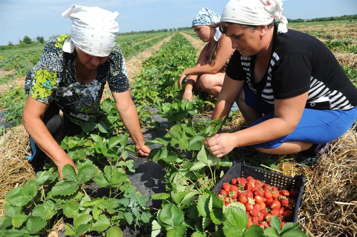 Садовод Овощевод