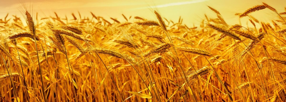 Баннер сельское хозяйство