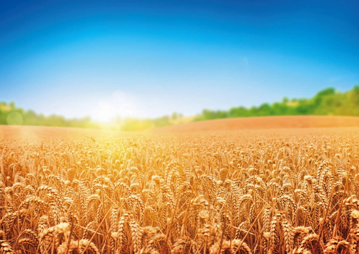 Сельское хозяйство озимая пшеница