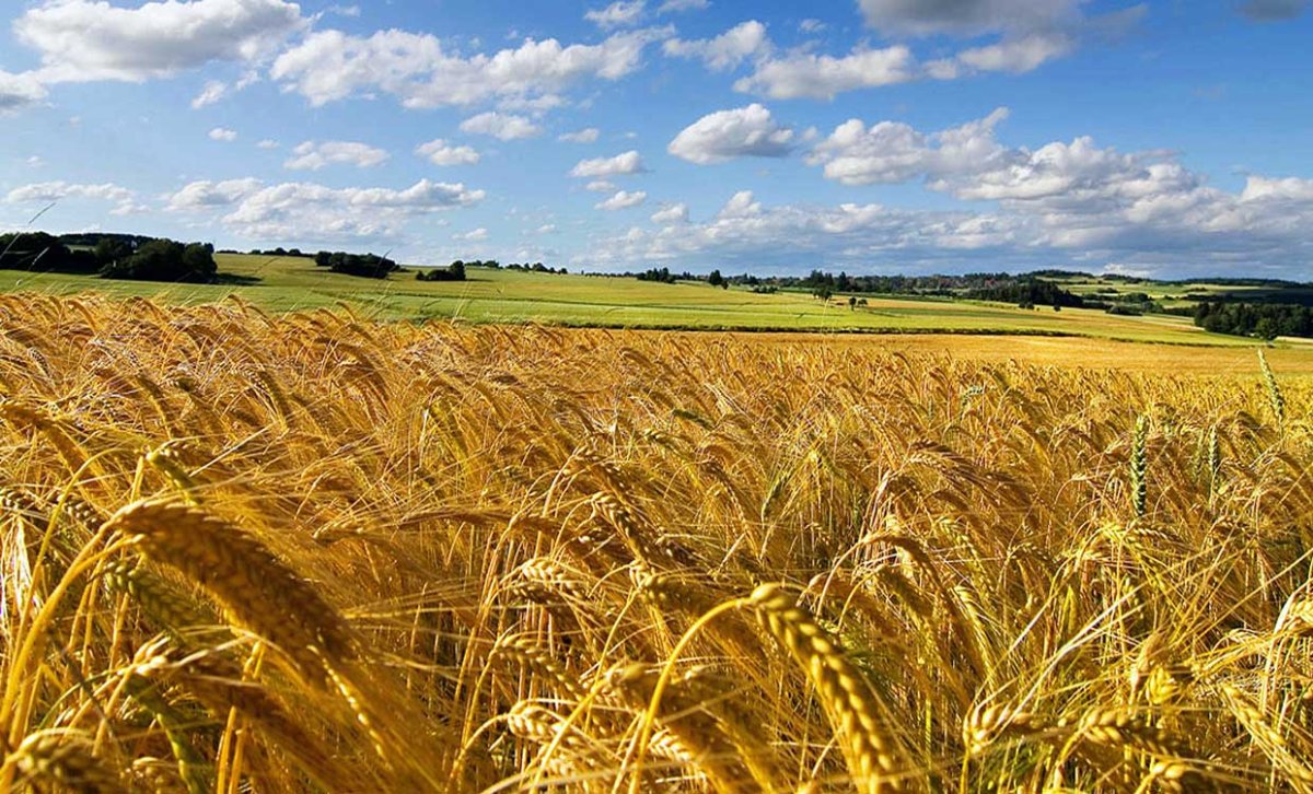 Пшеница панорама