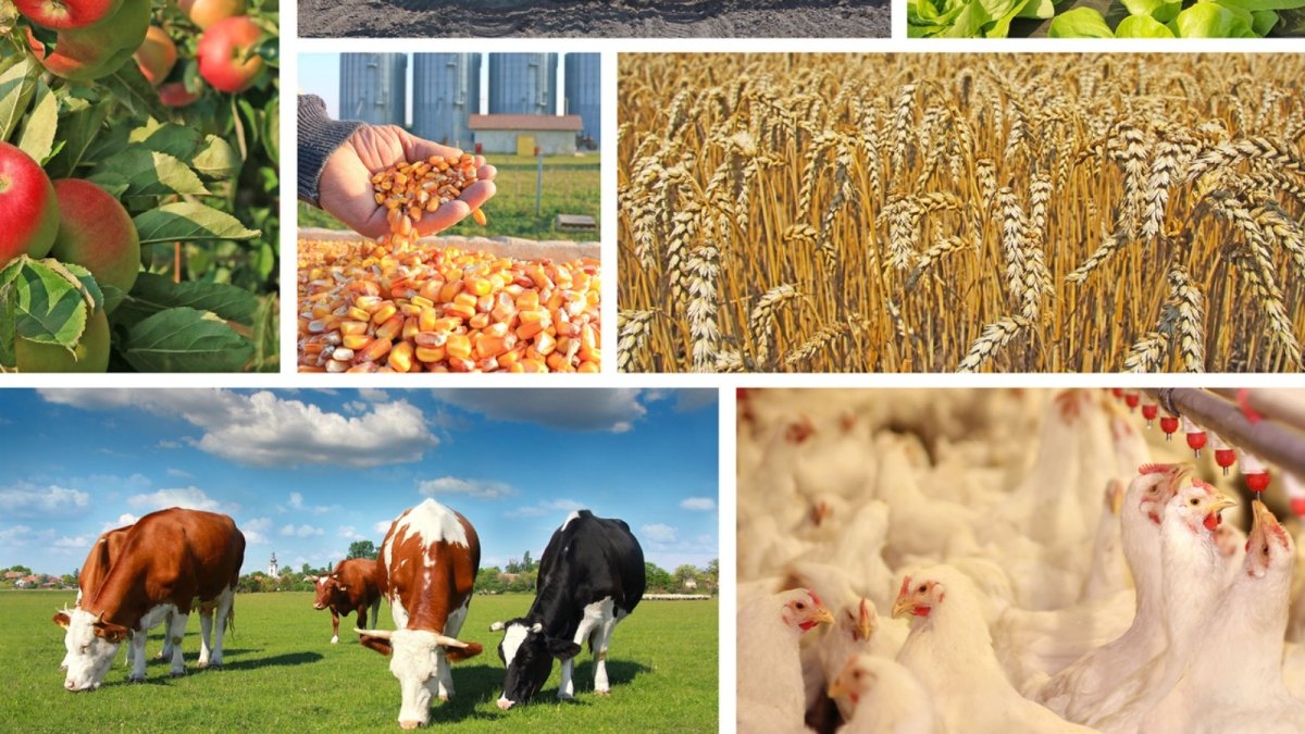 Агропромышленный комплекс Новгородской области