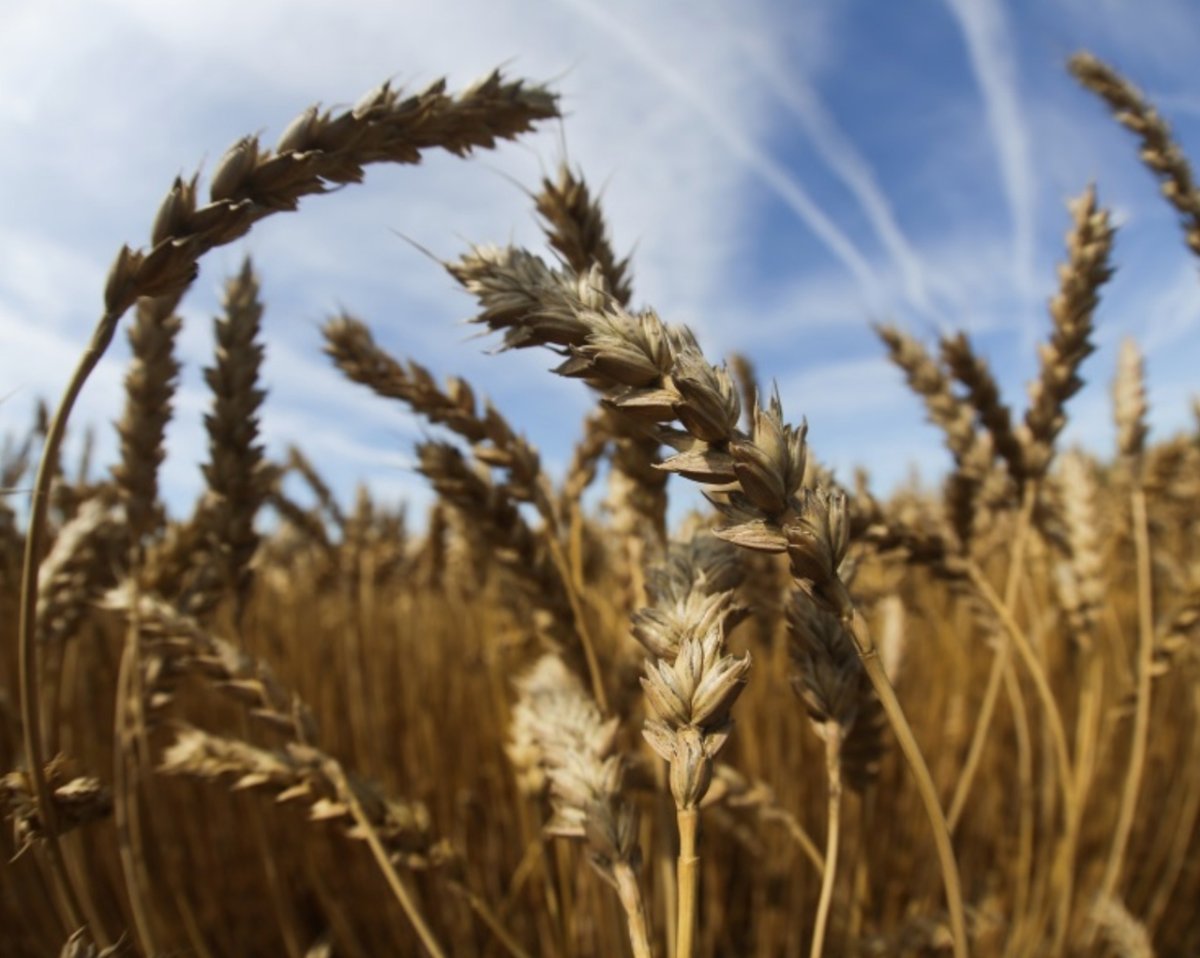 Пшеница Алтайский край