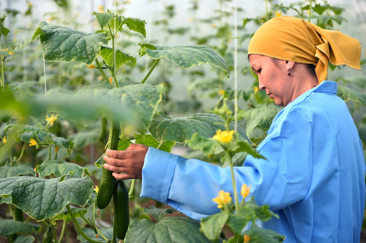 Сельское хозяйство Кыргызстана