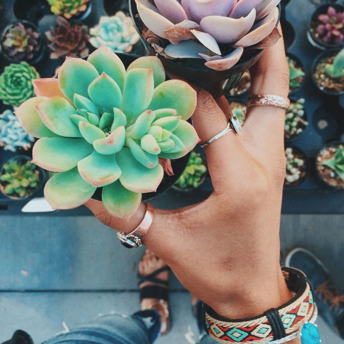 Девушка и суккулент