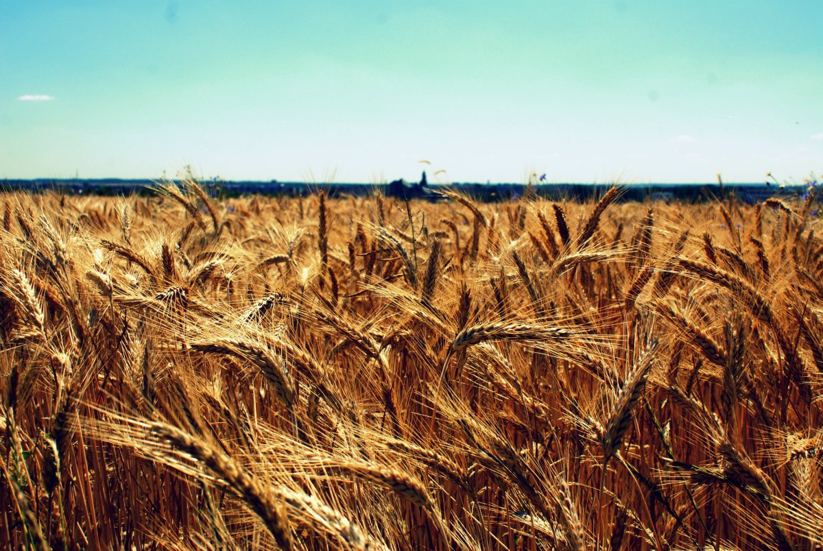 Яровая рожь