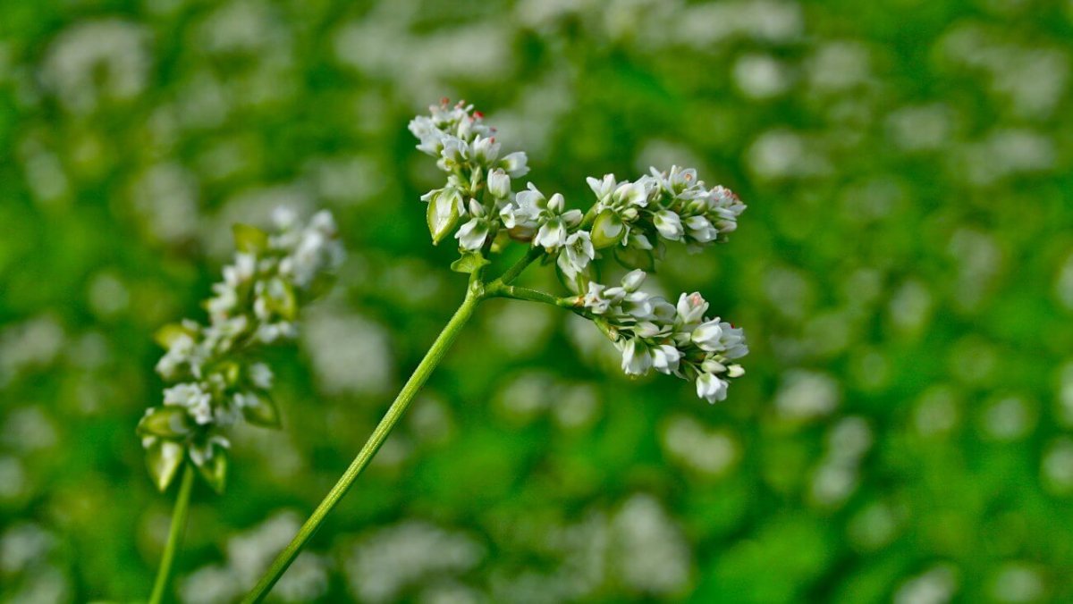 Гречиха посевная