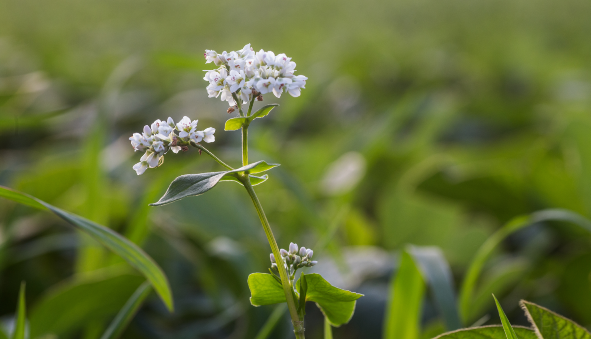 Поле гречихи
