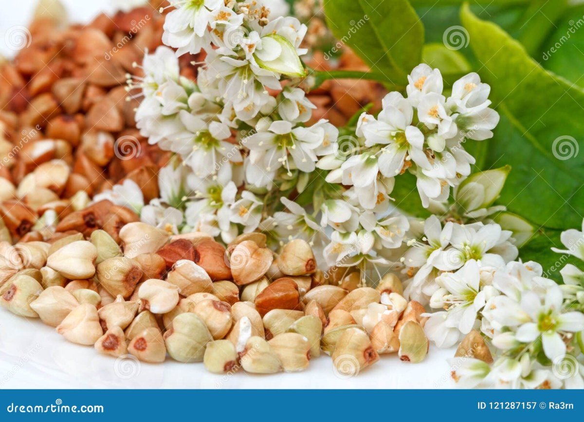 Плод орешек гречиха