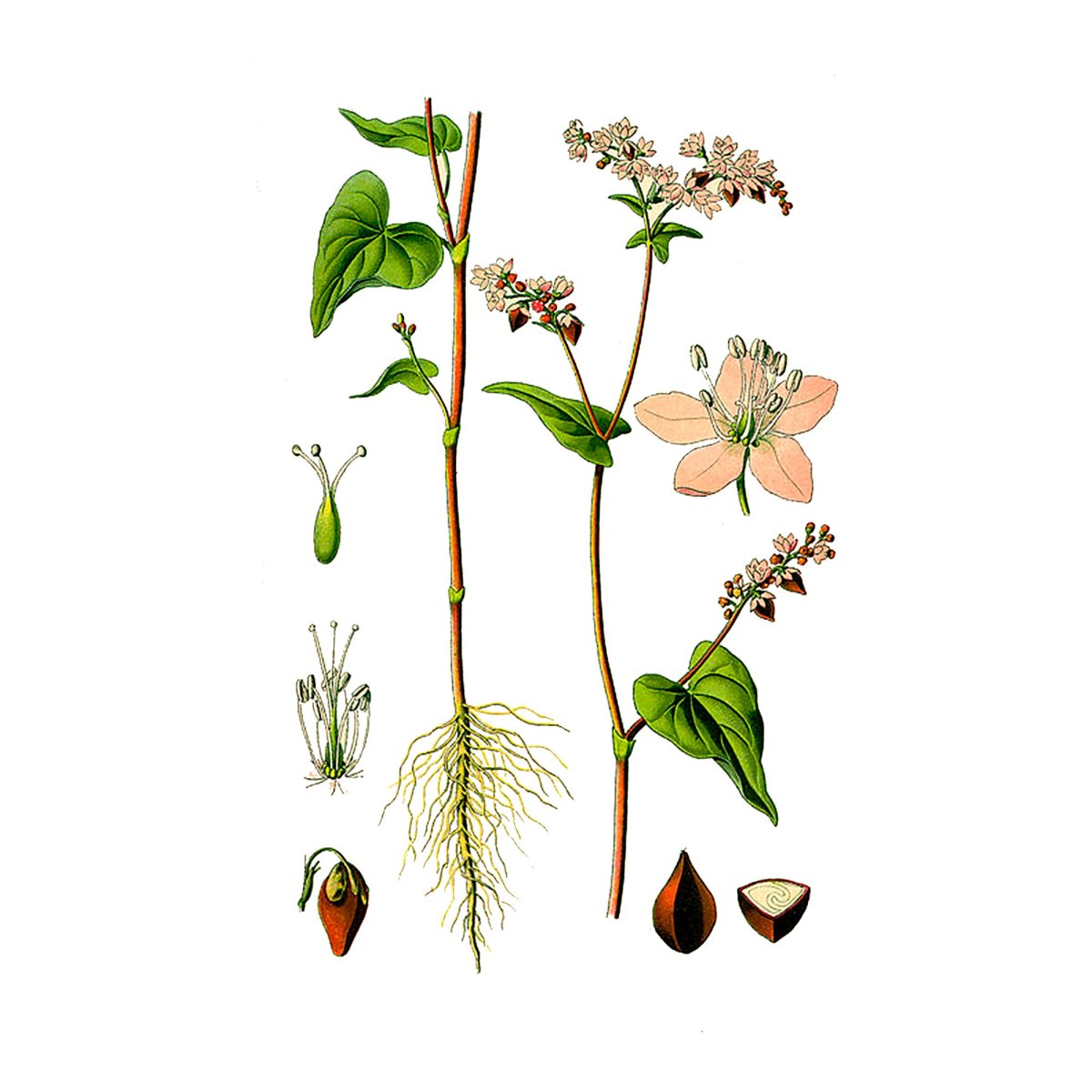 Гречиха обыкновенная