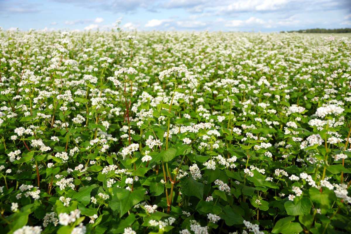 Гречиха посевная