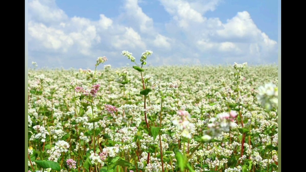 Алтай цветет гречиха