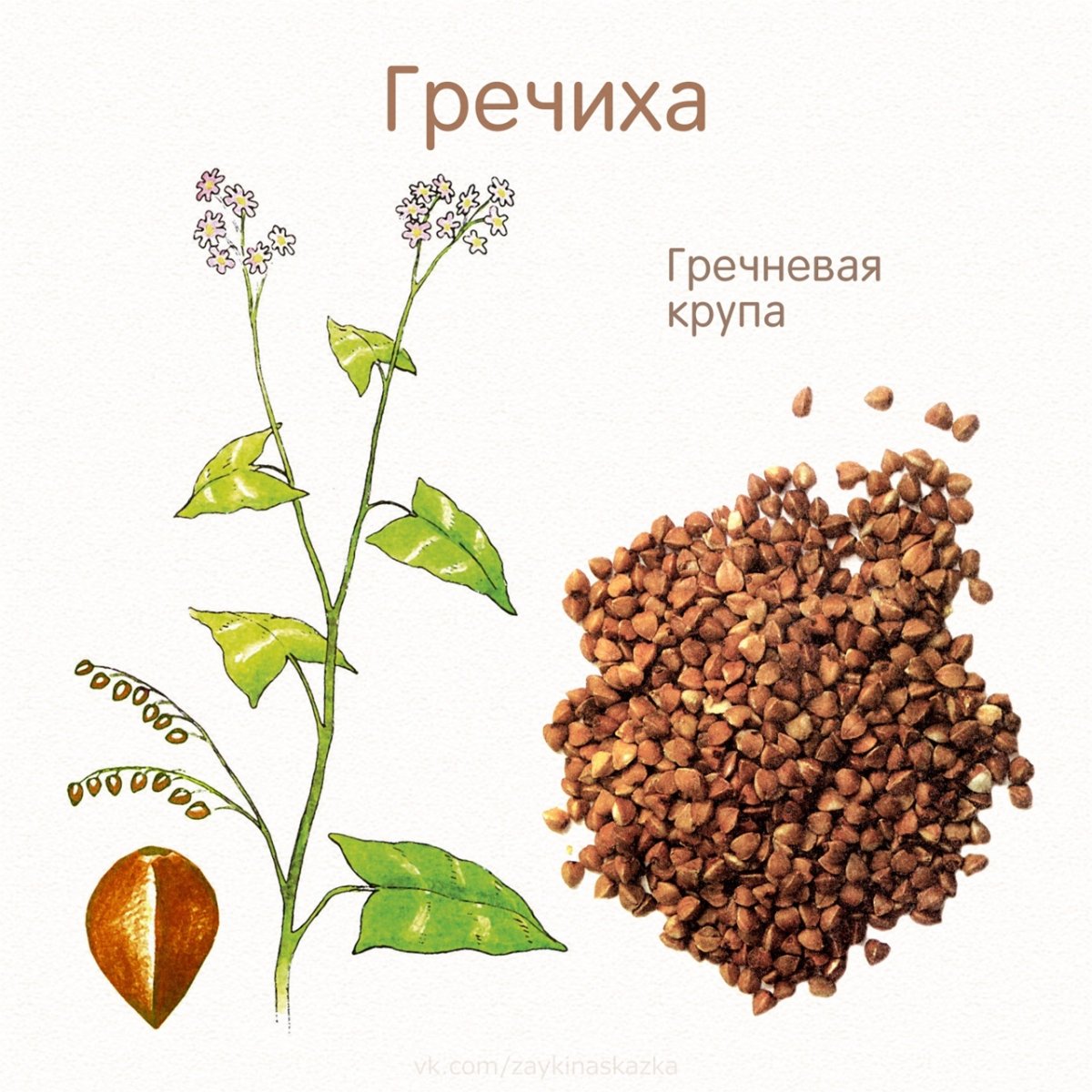 Злаковые растения гречиха