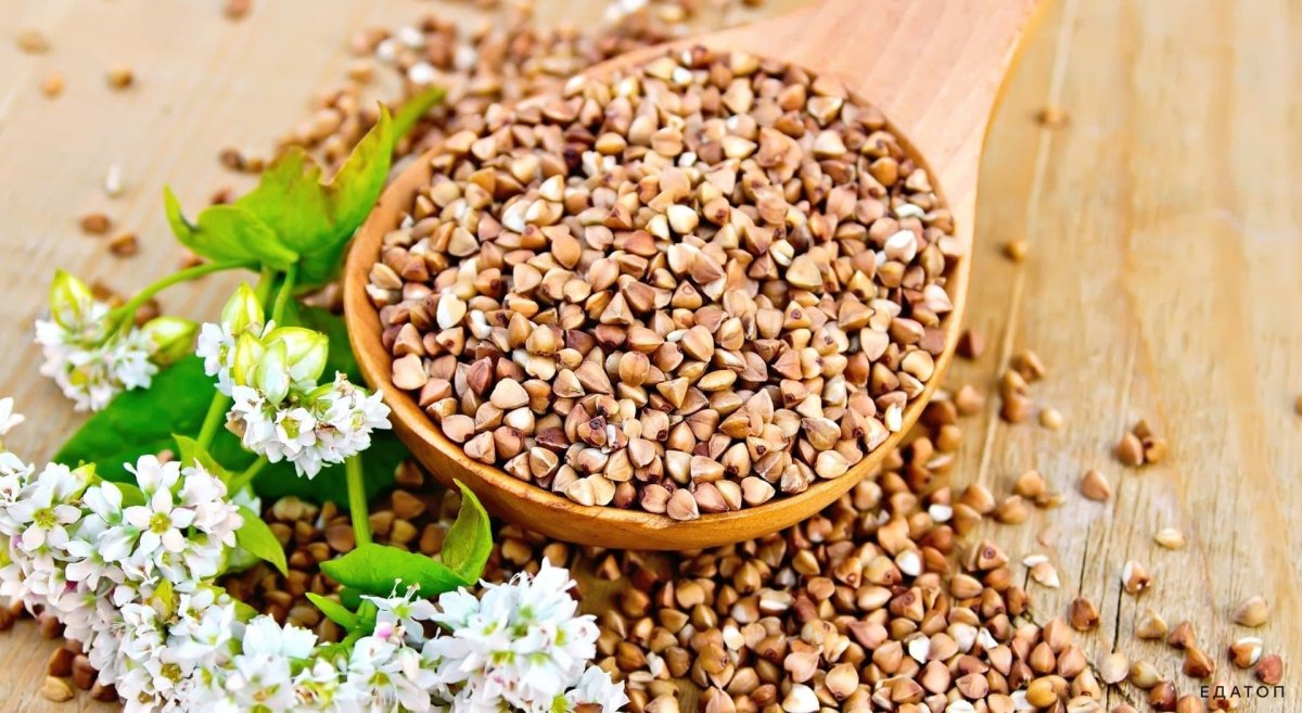 Колос гречихи