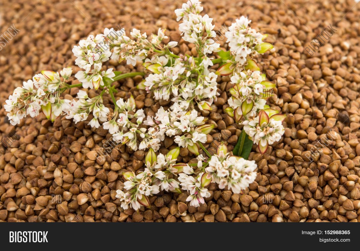 Пленчатость гречихи