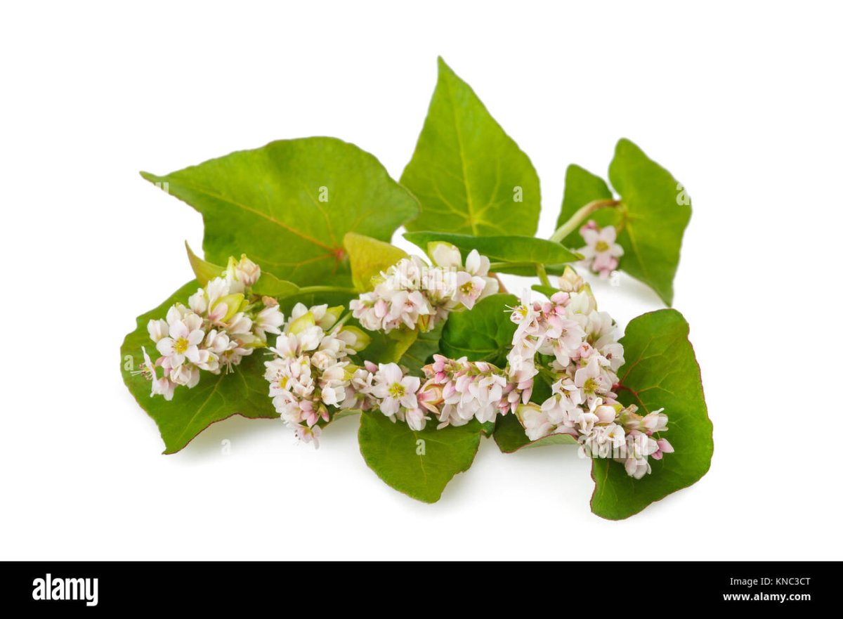 Гречиха растение на белом фоне