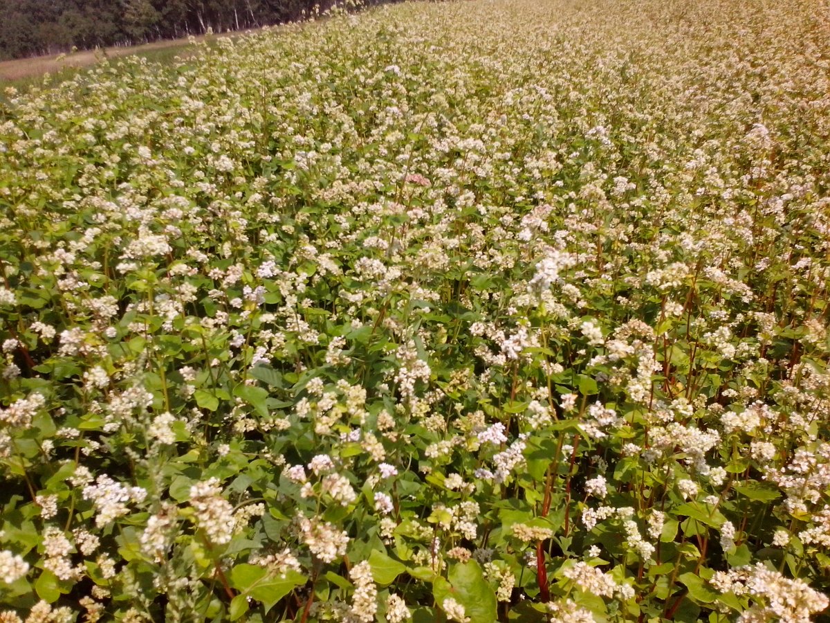Гречиха красностебельная